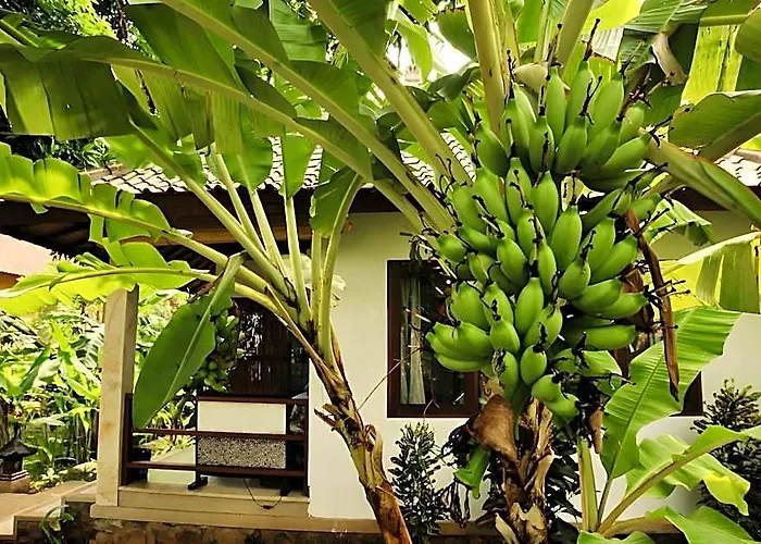 Bali Dream House